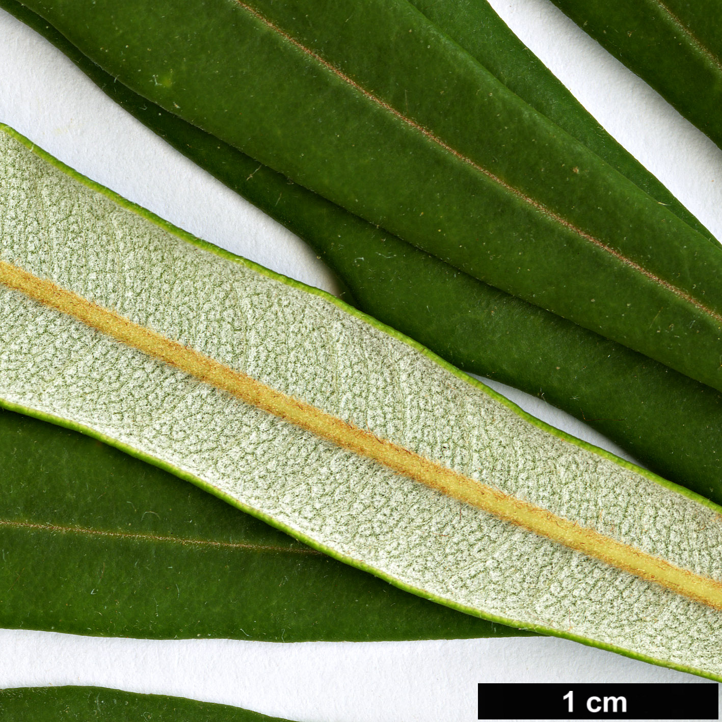 High resolution image: Family: Proteaceae - Genus: Banksia - Taxon: integrifolia - SpeciesSub: subsp. monticola